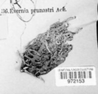 Evernia prunastri image